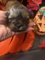 AUGGIE , a male Shih Tzu for sale in Dawsonville, GA – 9 of 9