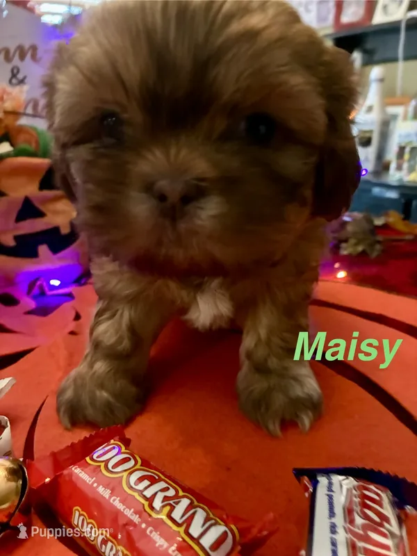 Maisy – Shih Tzu puppy for sale in Dawsonville, GA