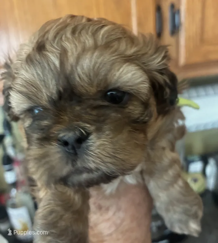 Hallie – Shih Tzu puppy for sale in Dawsonville, GA