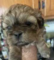 Hallie, a female Shih Tzu for sale in Dawsonville, GA – 1 of 10