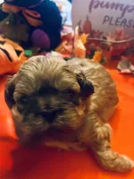 Hallie, a female Shih Tzu for sale in Dawsonville, GA – 7 of 10