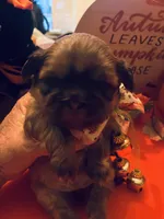 Luna, a female Shih Tzu for sale in Dawsonville, GA – 7 of 10