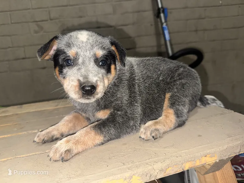 Bandit – Australian Cattle Dog puppy for sale in Frostburg, MD