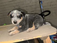 Bandit, a female Australian Cattle Dog for sale in Frostburg, MD – 2 of 2