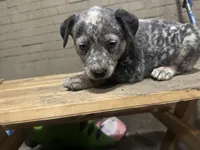 Jet , a male Australian Cattle Dog for sale in Frostburg, MD – 2 of 2