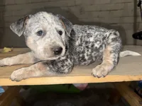 Willow , a female Australian Cattle Dog for sale in Frostburg, MD – 2 of 2