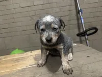 May , a female Australian Cattle Dog for sale in Frostburg, MD – 2 of 2
