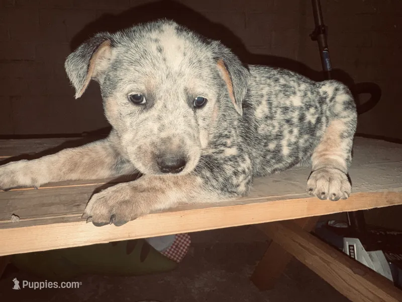 Willow  – Australian Cattle Dog puppy for sale in Frostburg, MD
