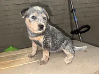 May , a female Australian Cattle Dog for sale in Frostburg, MD – 1 of 2