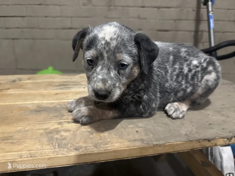 Jet  – Australian Cattle Dog puppy for sale in Frostburg, MD