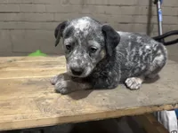 Jet , a male Australian Cattle Dog for sale in Frostburg, MD – 1 of 2