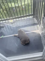 Grogu, a male English Bulldog for sale in Manchester, NH – 9 of 10