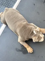 Grogu, a male English Bulldog for sale in Manchester, NH – 8 of 10