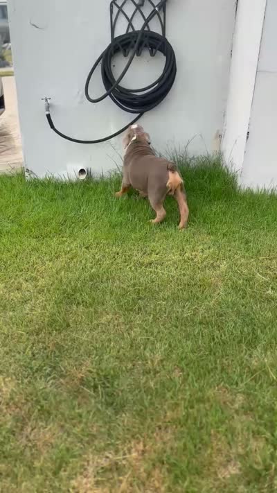 Grogu, a male English Bulldog for sale in Manchester, NH – 3 of 10