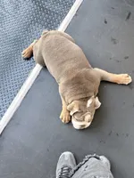 Grogu, a male English Bulldog for sale in Manchester, NH – 7 of 10