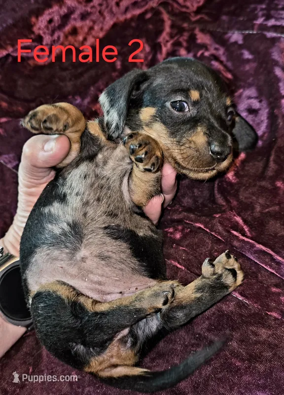 Female 2 – Miniature Dachshund puppy for sale in Bryant Pond, ME