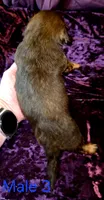 Male 3, a male Miniature Dachshund for sale in Bryant Pond, ME – 2 of 3