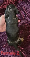 Female 2, a male Miniature Dachshund for sale in Bryant Pond, ME – 2 of 2