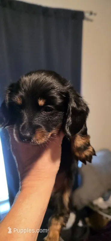 Male 2 – Miniature Dachshund puppy for sale in Bryant Pond, ME