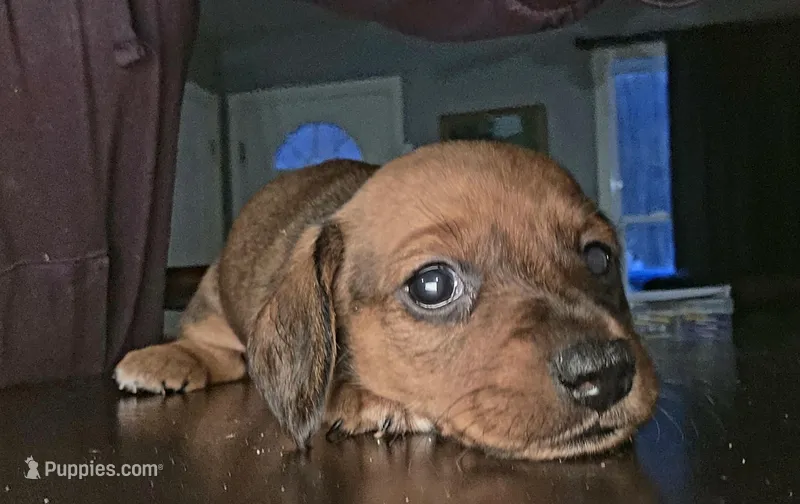 Willow, a female Miniature Dachshund for sale in Bryant Pond, ME – Photo 1 of 6