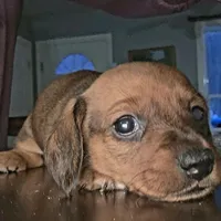 Willow, a female Miniature Dachshund for sale in Bryant Pond, ME – Photo 3 of 10