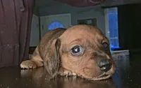 Willow, a female Miniature Dachshund for sale in Bryant Pond, ME – Photo 1 of 6