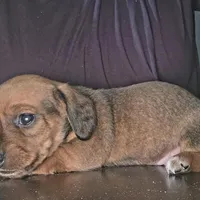 Willow, a female Miniature Dachshund for sale in Bryant Pond, ME – Photo 6 of 10