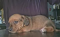 Willow, a female Miniature Dachshund for sale in Bryant Pond, ME – Photo 5 of 6