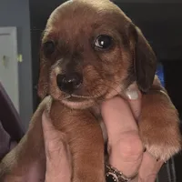 Willow, a female Miniature Dachshund for sale in Bryant Pond, ME – Photo 4 of 10