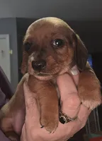Willow, a female Miniature Dachshund for sale in Bryant Pond, ME – Photo 2 of 6