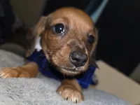 Willow, a female Miniature Dachshund for sale in Bryant Pond, ME – Photo 9 of 10