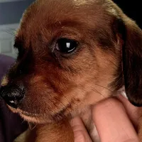 Willow, a female Miniature Dachshund for sale in Bryant Pond, ME – Photo 10 of 10