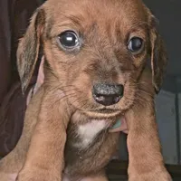 Willow, a female Miniature Dachshund for sale in Bryant Pond, ME – Photo 8 of 10