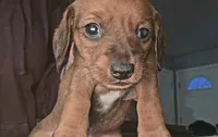 Willow, a female Miniature Dachshund for sale in Bryant Pond, ME – Photo 4 of 6