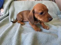 Willow, a female Miniature Dachshund for sale in Bryant Pond, ME – Photo 2 of 10