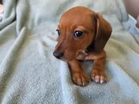 Willow, a female Miniature Dachshund for sale in Bryant Pond, ME – Photo 1 of 10