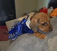 Willow, a female Miniature Dachshund for sale in Bryant Pond, ME – Photo 7 of 10