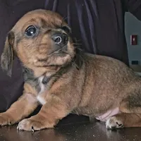 Willow, a female Miniature Dachshund for sale in Bryant Pond, ME – Photo 5 of 10
