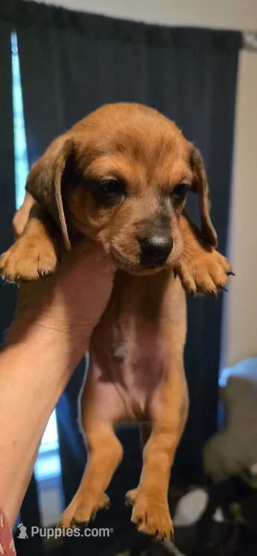 Male 1 – Miniature Dachshund puppy for sale in Bryant Pond, ME