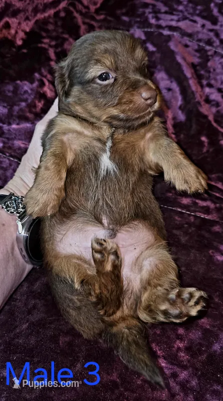 Male 3 – Miniature Dachshund puppy for sale in Bryant Pond, ME