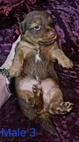 Male 3, a male Miniature Dachshund for sale in Bryant Pond, ME – 1 of 3