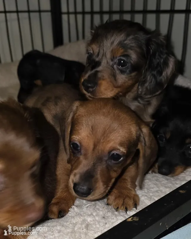 Male 1 – Miniature Dachshund puppy for sale in Bryant Pond, ME