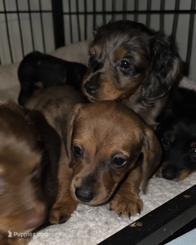 Male 1 – Miniature Dachshund puppy for sale in Bryant Pond, ME