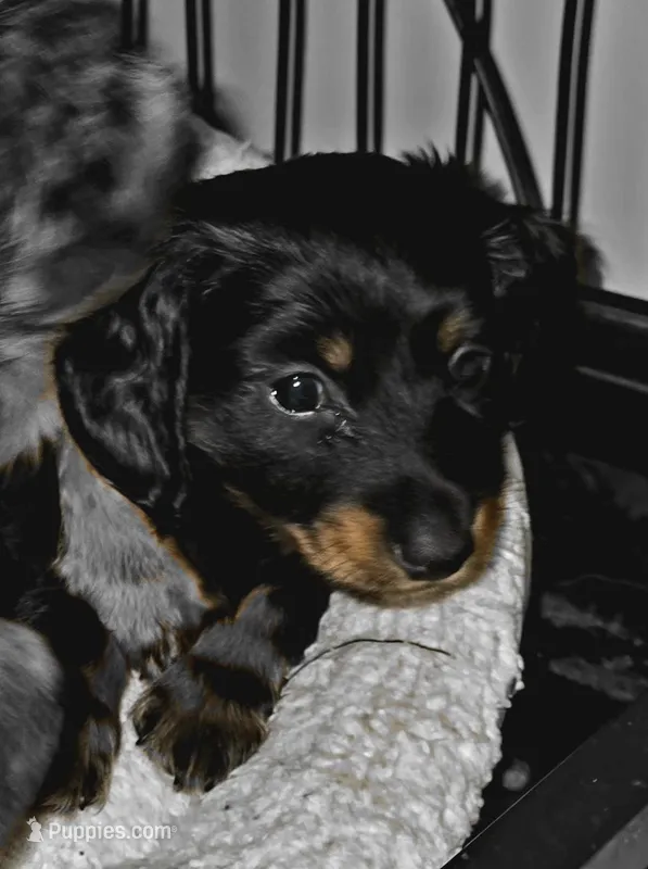 Male 2 – Miniature Dachshund puppy for sale in Bryant Pond, ME