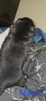 Male 2, a male Miniature Dachshund for sale in Bryant Pond, ME – 2 of 2