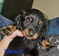 Male 2, a male Miniature Dachshund for sale in Bryant Pond, ME – 1 of 2