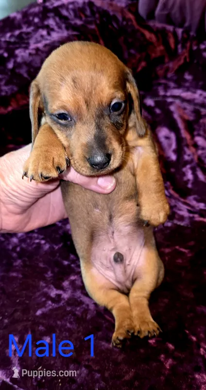 Male 1 – Miniature Dachshund puppy for sale in Bryant Pond, ME