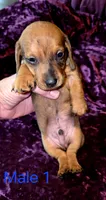 Male 1, a male Miniature Dachshund for sale in Bryant Pond, ME – 1 of 2