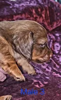 Male 3, a male Miniature Dachshund for sale in Bryant Pond, ME – 3 of 3
