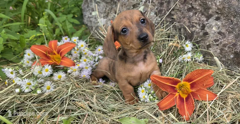 Male 1 – Miniature Dachshund puppy for sale in Bryant Pond, ME
